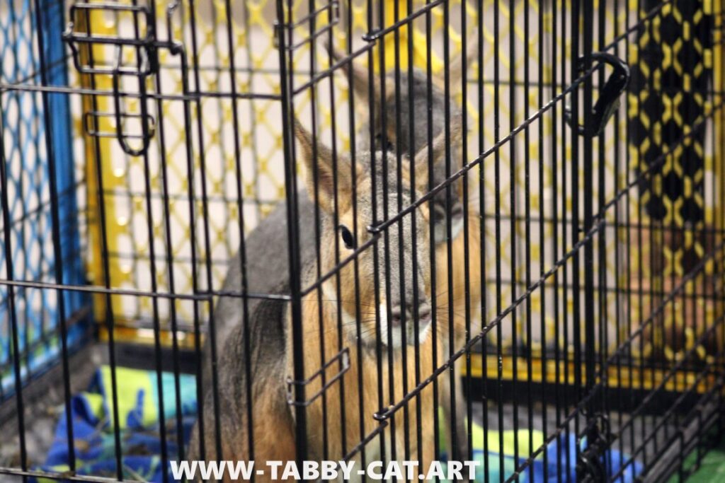 Bald Eagle Days - Patagonian Cavies 1