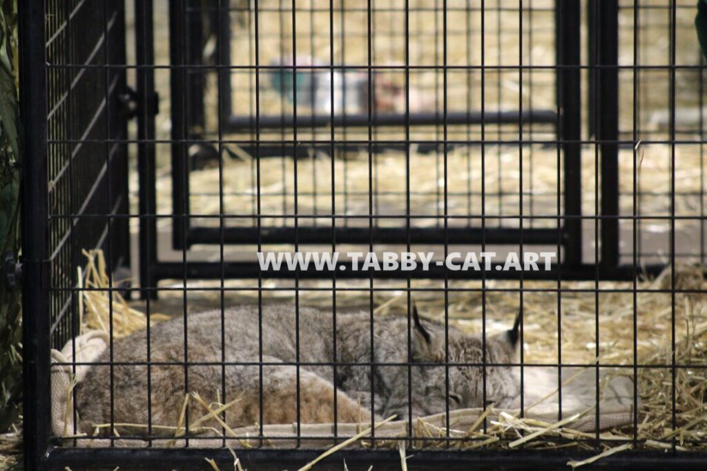 Bald Eagle Days - Lynx