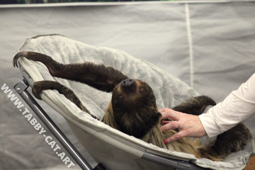 Bald Eagle Days - I Love This Sloth So Much